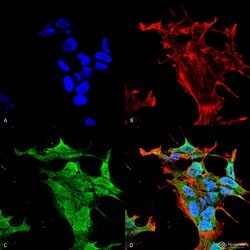 KV3.2 (KCNC2) Mouse anti-Human, Mouse, Rat, Clone: S410-17, Invitrogen