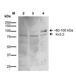 KV3.2 (KCNC2) Mouse anti-Human, Mouse, Rat, Clone: S410-17, Invitrogen