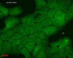 Invitrogen HSP40 Monoclonal Antibody (3B9.E6) 100 &mu;g; Unconjugated:Antibodies,