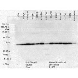 Invitrogen HSP40 Monoclonal Antibody (3B9.E6) 100 &mu;g; Unconjugated:Antibodies,