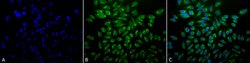 Invitrogen GRP78 Monoclonal Antibody (1H11-1H7) 100 &mu;g; Unconjugated:Antibodies,
