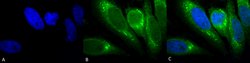 Invitrogen GRP78 Monoclonal Antibody (1H11-1H7) 100 &mu;g; Unconjugated:Antibodies,