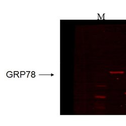 Invitrogen GRP78 Monoclonal Antibody (6H4-2G7) 100 &mu;g; Unconjugated:Antibodies,