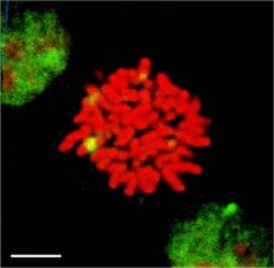 Invitrogen HSF1 Monoclonal Antibody (10H8) 100 &mu;g; Unconjugated:Antibodies,