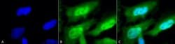 Invitrogen HSF1 Monoclonal Antibody (10H8) 100 &mu;g; Unconjugated:Antibodies,
