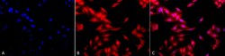 Invitrogen HSF1 Monoclonal Antibody (10H8) 100 &mu;g; Unconjugated:Antibodies,