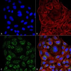 Invitrogen ERp57 Monoclonal Antibody (4F9) 100 &mu;g; Unconjugated:Antibodies,