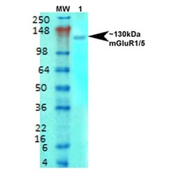 Invitrogen mGluR5 Monoclonal Antibody (N75/33) 100 &mu;g | Buy Online | Invitrogen&trade; | Fisher Scientific