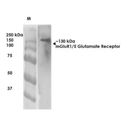 Invitrogen mGluR5 Monoclonal Antibody (N75/3) 100 &mu;g; Unconjugated:Antibodies,