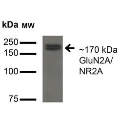 Invitrogen NMDAR2A Monoclonal Antibody (N327A/38) 100 &mu;g | Buy Online | Invitrogen&trade; | Fisher Scientific