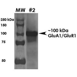 Invitrogen GluR1 Monoclonal Antibody (N355/1) 100 &mu;g | Buy Online | Invitrogen&trade; | Fisher Scientific