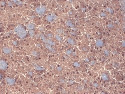 Invitrogen GABRB3 Monoclonal Antibody (N87/25) 100 &mu;g; Unconjugated:Antibodies,