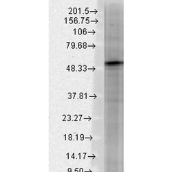 Invitrogen GABRB3 Monoclonal Antibody (N87/25) 100 &mu;g; Unconjugated:Antibodies,