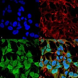 Invitrogen GABRA5 Monoclonal Antibody (N415/24) 100 &mu;g; Unconjugated:Antibodies,