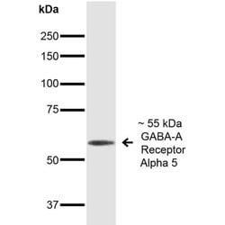 Invitrogen GABRA5 Monoclonal Antibody (N415/24) 100 &mu;g; Unconjugated:Antibodies,