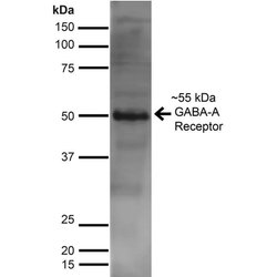 Invitrogen GABRA2 Monoclonal Antibody (N399/19) 100 &mu;g; Unconjugated:Antibodies,