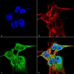 Invitrogen FGF13 Monoclonal Antibody (N235/22) 100 &mu;g; Unconjugated:Antibodies,