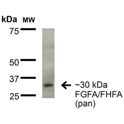 Invitrogen FGF13 Monoclonal Antibody (N235/22) 100 &mu;g; Unconjugated:Antibodies,