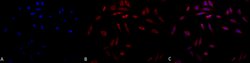 Invitrogen SERPINH1 Monoclonal Antibody (1C4-1A6) 200 &mu;g; Unconjugated:Antibodies,