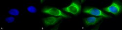 Invitrogen SERPINH1 Monoclonal Antibody (1C4-1A6) 200 &mu;g; Unconjugated:Antibodies,
