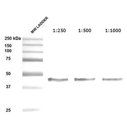 Invitrogen SERPINH1 Monoclonal Antibody (1C4-1A6) 200 &mu;g; Unconjugated:Antibodies,
