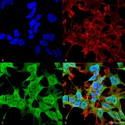 Invitrogen Pan Ankyrin Monoclonal Antibody (S388A-60) 100 &mu;g; Unconjugated:Antibodies,