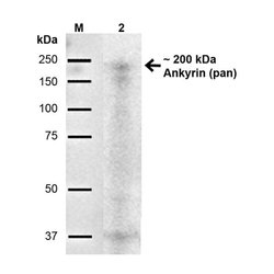 Invitrogen Pan Ankyrin Monoclonal Antibody (S388A-60) 100 &mu;g; Unconjugated:Antibodies,