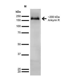 Invitrogen Ankyrin 1 Monoclonal Antibody (N388A/10) 100 &mu;g; Unconjugated:Antibodies,