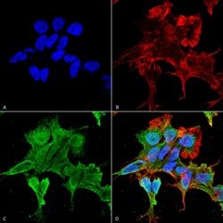 Invitrogen alpha-2c Adrenergic Receptor Monoclonal Antibody (N330A/80)