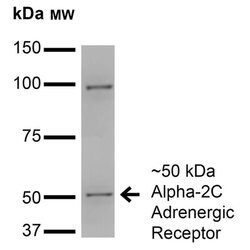 Invitrogen alpha-2c Adrenergic Receptor Monoclonal Antibody (N330A/80)