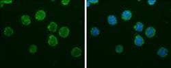 Invitrogen™ IBA1 Monoclonal Antibody (GT10312)