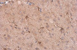 Invitrogen IBA1 Monoclonal Antibody (GT10312) 100 &mu;L; Unconjugated:Antibodies,