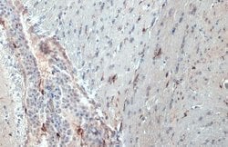 Invitrogen IBA1 Monoclonal Antibody (GT10312) 100 &mu;L; Unconjugated:Antibodies,