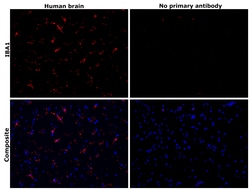 Invitrogen IBA1 Monoclonal Antibody (GT10312) 100 &mu;L; Unconjugated:Antibodies,