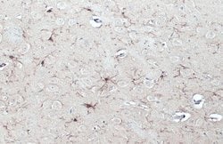 Invitrogen IBA1 Monoclonal Antibody (GT10312) 100 &mu;L; Unconjugated:Antibodies,