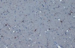 Invitrogen IBA1 Monoclonal Antibody (GT10312) 100 &mu;L; Unconjugated:Antibodies,