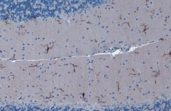 Invitrogen IBA1 Monoclonal Antibody (GT10312) 100 &mu;L; Unconjugated:Antibodies,