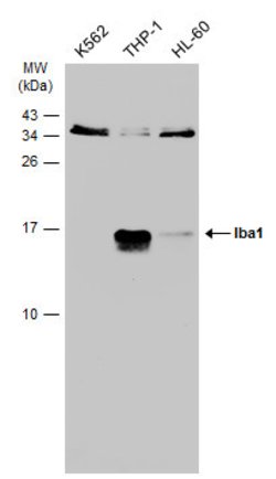 Invitrogen IBA1 Monoclonal Antibody (GT10312) 100 &mu;L; Unconjugated:Antibodies,