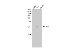Invitrogen IBA1 Monoclonal Antibody (GT10312) 100 &mu;L; Unconjugated:Antibodies,