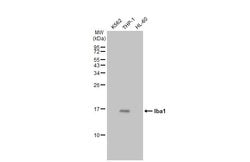 Invitrogen IBA1 Monoclonal Antibody (GT10312) 100 &mu;L; Unconjugated:Antibodies,