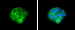 Invitrogen ALDH1A3 Monoclonal Antibody (GT926) 100 &mu;L; Unconjugated:Antibodies,