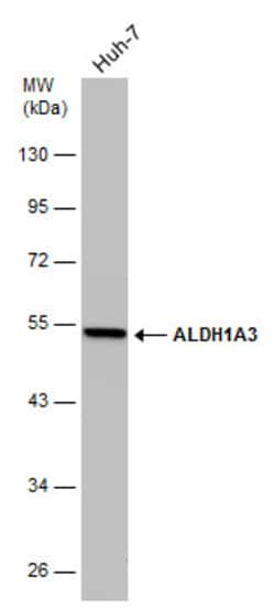 Invitrogen ALDH1A3 Monoclonal Antibody (GT926) 100 &mu;L; Unconjugated:Antibodies,