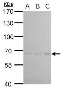 Invitrogen cIAP1 Monoclonal Antibody (GT422) 100 &mu;L; Unconjugated:Antibodies,