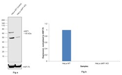 Invitrogen cIAP1 Monoclonal Antibody (GT422) 100 &mu;L; Unconjugated:Antibodies,