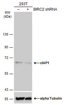 Invitrogen cIAP1 Monoclonal Antibody (GT422) 100 &mu;L | Buy Online | Invitrogen&trade; | Fisher Scientific