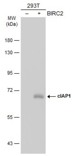 Invitrogen cIAP1 Monoclonal Antibody (GT422) 100 &mu;L; Unconjugated:Antibodies,