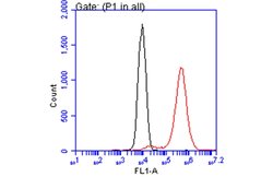 Invitrogen ATP6V1A Monoclonal Antibody (GT3846) 100 &mu;L; Unconjugated:Antibodies,