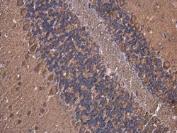 Invitrogen ATP6V1A Monoclonal Antibody (GT3846) 100 &mu;L; Unconjugated:Antibodies,