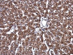 Invitrogen ATP6V1A Monoclonal Antibody (GT3846) 100 &mu;L; Unconjugated:Antibodies,