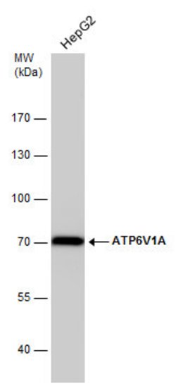 Invitrogen ATP6V1A Monoclonal Antibody (GT3846) 100 &mu;L; Unconjugated:Antibodies,